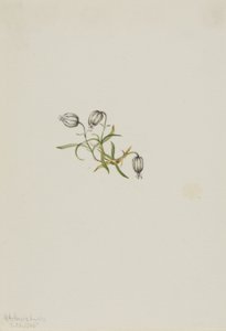 Noddkämpar (Lychnis apetala) av Mary Vaux Walcott