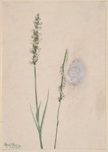 Noddande damtressar (Ibidium cernum) av Mary Vaux Walcott