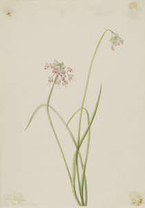 Noddande lök (Allium cernuum) av Mary Vaux Walcott
