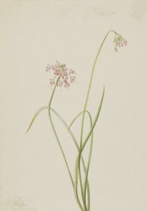 Nickande lök Allium cernuum, 1901. av Mary Vaux Walcott