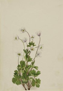 Norra anemone Anemone parviflora, 1924. av Mary Vaux Walcott
