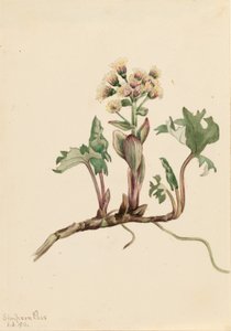 Nordlig smörbult (Petasites hyperboreus) av Mary Vaux Walcott