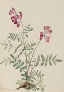 Nordlig hedysarum (Hedysarum boreale) av Mary Vaux Walcott