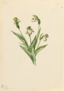 Nordlig jungfrutoffla (Cypripedium passerinum) av Mary Vaux Walcott