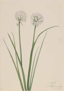 Nordlök Allium sibiricum, 1920. av Mary Vaux Walcott