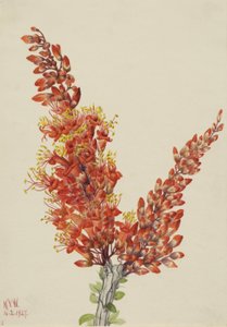 Ocotillo (Fouquieria splendens) av Mary Vaux Walcott