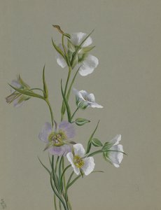 På vägen till monumentet, 1881. av Mary Vaux Walcott