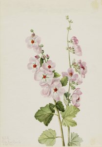 Orangeögd globmalva (Sphaeralcea davidsonii) av Mary Vaux Walcott