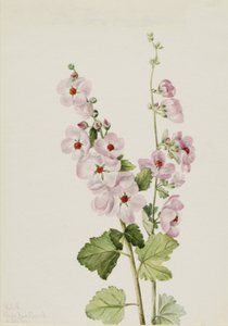 Orange-Eye Globemallow Sphaeralcea davidsonii, 1926. av Mary Vaux Walcott