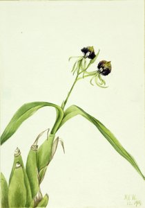 Orkidé (Epidendrum cochleatum) av Mary Vaux Walcott