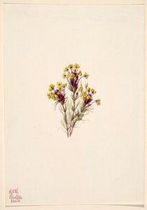 Ugglans klöver (Orthocarpus erianthus) av Mary Vaux Walcott