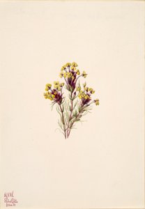 Uggleklöver Orthocarpus erianthus, 1935. av Mary Vaux Walcott