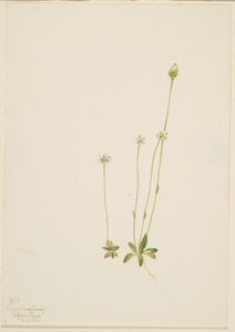 Oxytropis aepicola av Mary Vaux Walcott