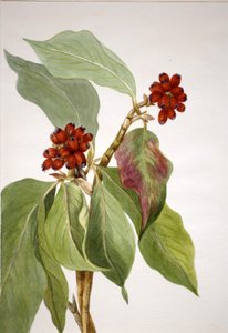 Pacific Dogwood Cornus nuttalli, 1933. av Mary Vaux Walcott