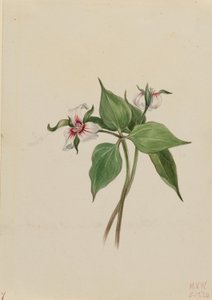 Målad trillium (Trillium undulatum) av Mary Vaux Walcott