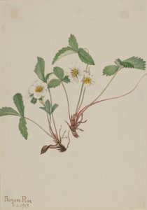 Blek jordgubbe (Fragaria glauca) av Mary Vaux Walcott