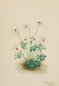 Pansy Violet Viola slitbana, 1919. av Mary Vaux Walcott