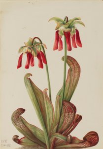 Krukväxt för papegojor (Sarracenia psittacina) av Mary Vaux Walcott