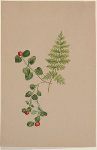Partridgeberry (Mitchella repens) av Mary Vaux Walcott