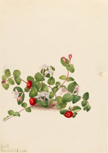 Partridgeberry (Mitchella repens) av Mary Vaux Walcott