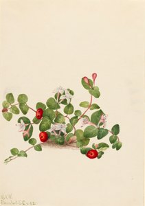 Partridgeberry Mitchella repens, 1925. av Mary Vaux Walcott