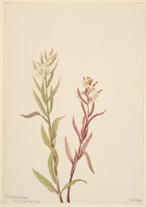 Pedicularis raremosa av Mary Vaux Walcott