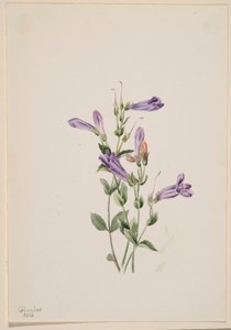 Penstemon (Penstimon fruiticosus) av Mary Vaux Walcott