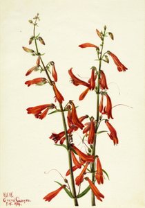 Pentstemon (Pentstemon barbatus) av Mary Vaux Walcott