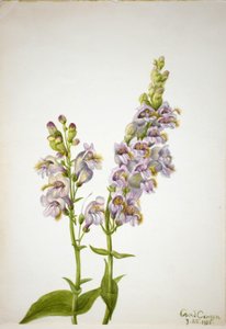 Pentstemon (Pentstemon macranthus) av Mary Vaux Walcott
