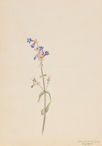 Pentstemon (Pentstemon procerus) av Mary Vaux Walcott