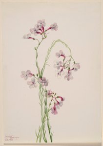 Pentstemon ambiguus av Mary Vaux Walcott