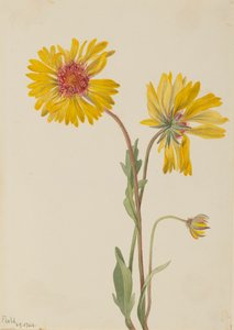 Perenn Gaillardia Gaillardia aristata, 1904. av Mary Vaux Walcott