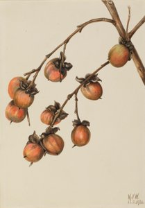 Persimmon (Diospyros virginiana) av Mary Vaux Walcott