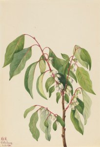 Persimmon (Diospyros virginiana) av Mary Vaux Walcott