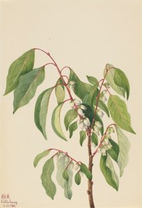 Persimmon Diospyros virginiana, 1932. av Mary Vaux Walcott