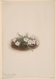 Phlox av Mary Vaux Walcott