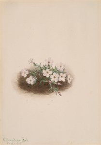 Phlox, 1915. av Mary Vaux Walcott
