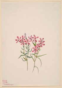 Phlox stansburyi av Mary Vaux Walcott