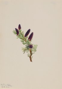Picea engelmanni av Mary Vaux Walcott