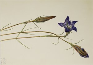 Pinebarren gentiana (Gentiana porphyrio) av Mary Vaux Walcott
