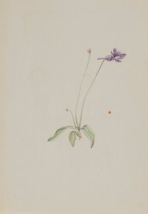 Pinguicula vulgaris av Mary Vaux Walcott