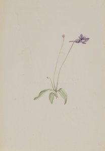 Pinguicula vulgaris, ca. tidigt 1930-tal. av Mary Vaux Walcott