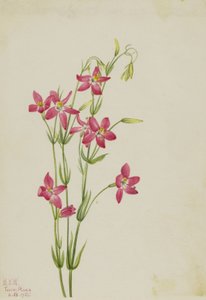 Rosa kentaurium (Centaurium venustum) av Mary Vaux Walcott
