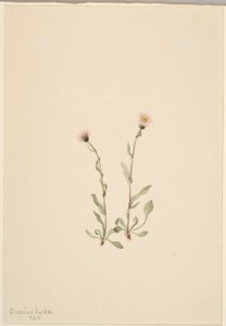 Rosa lundgröe (Erigeron jucundus) av Mary Vaux Walcott
