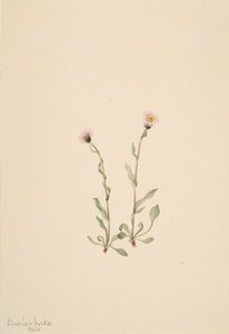 Pink Fleabane Erigeron jucundus, 1904. av Mary Vaux Walcott