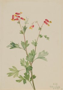 Rosafärgad skogsknipprot (Capnoides sempervirens) av Mary Vaux Walcott