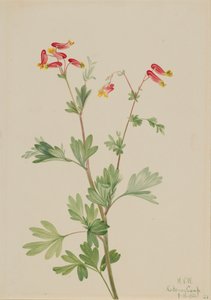 Rosa Fumeroot Capnoides sempervirens, 1922. av Mary Vaux Walcott