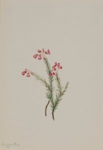 Rosa ljung (Phyllodoce empetriformis) av Mary Vaux Walcott