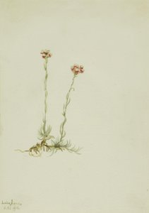 Rosa kissnöt (Antennaria rosea) av Mary Vaux Walcott