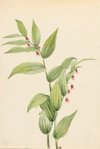 Rosa vridna stjälk Streptopus curvipes, 1913. av Mary Vaux Walcott